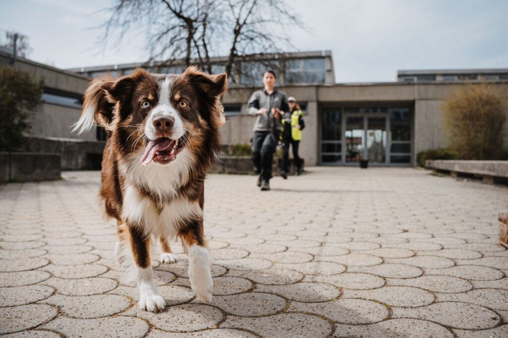 Australian Shepherd läuft auf dem Pflaster auf die Kamera zu