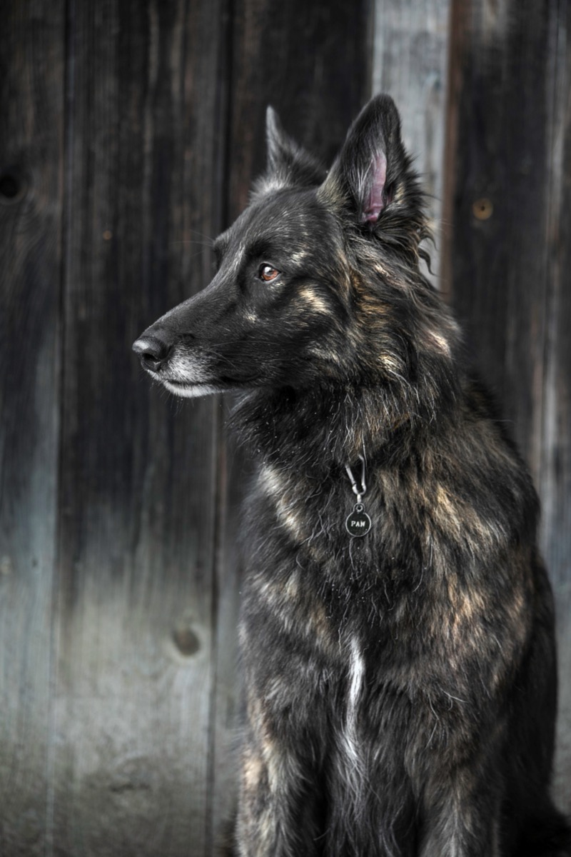Verhaltenstraining mit reaktivem Hund an der Leine im Landkreis Traunstein