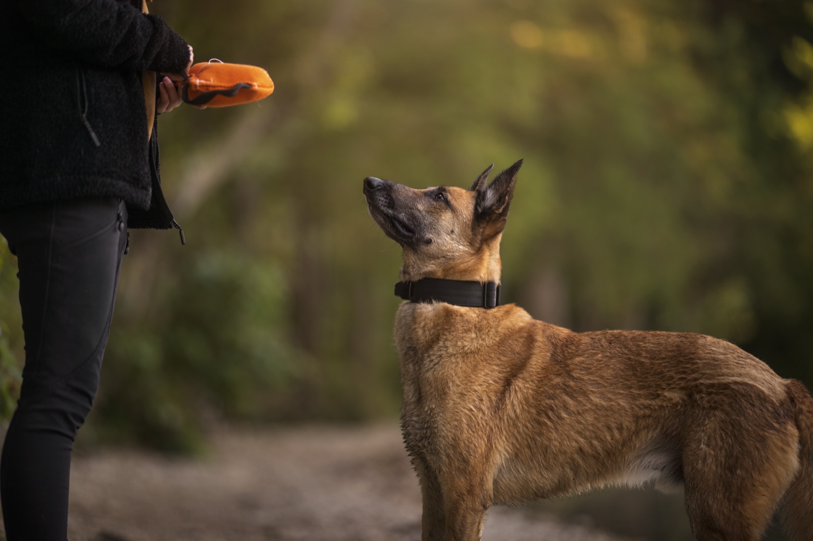 Hundetrainerin liest die Körpersprache eines Hundes beim Training in Grabenstätt
