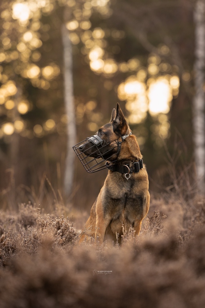 Malinois mit Maulkorb sitzt ruhig im Abendlicht beim Verhaltenstraining im Chiemgau