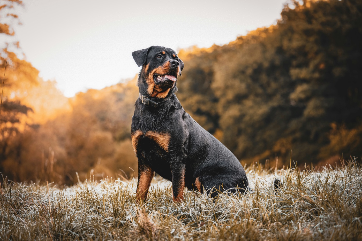Rottweiler sitzt aufmerksam auf einer Wiese im Morgenlicht beim Verhaltenstraining
