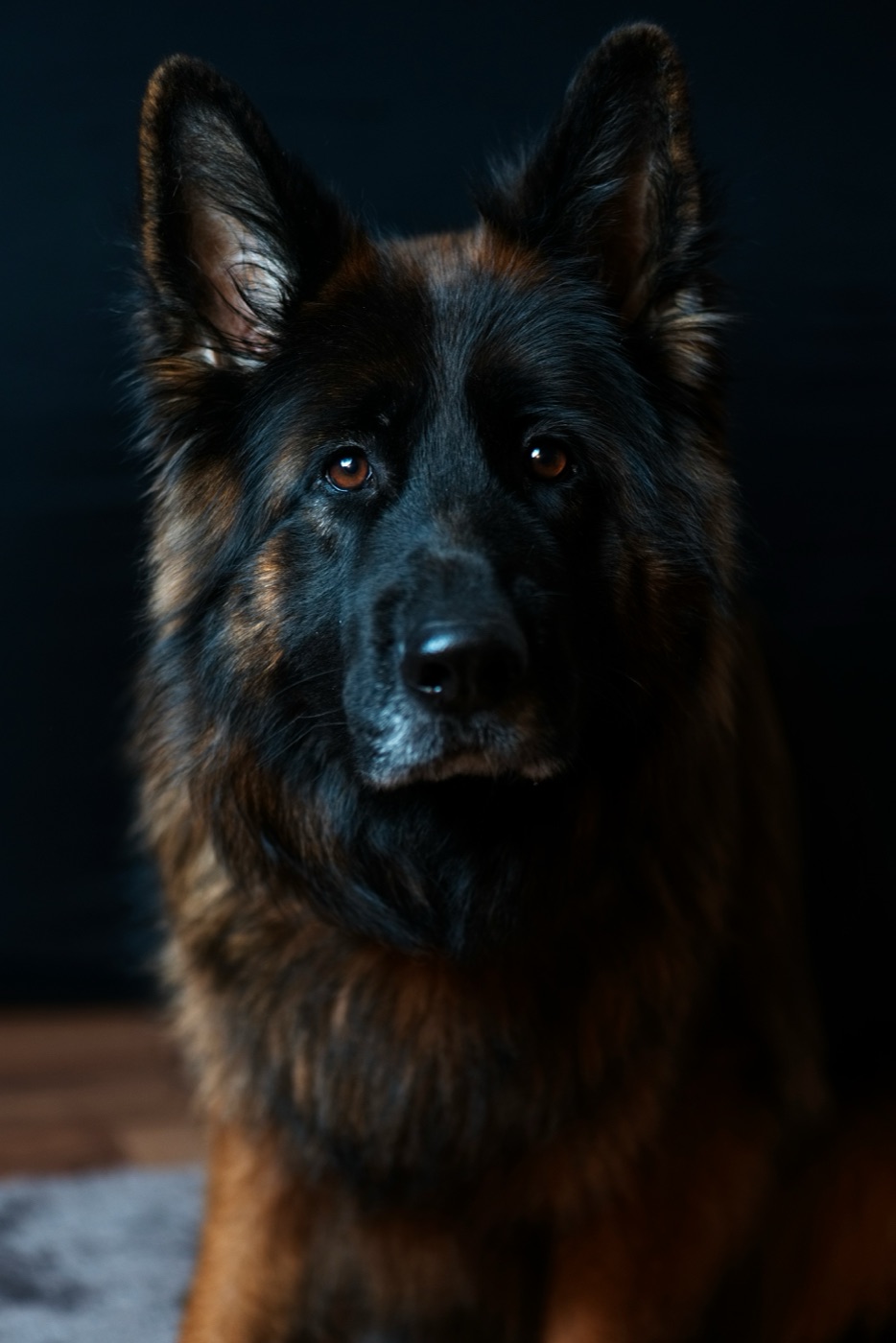 Aufmerksamer langhaariger Schäferhund im Portrait vor dunklem Hintergrund