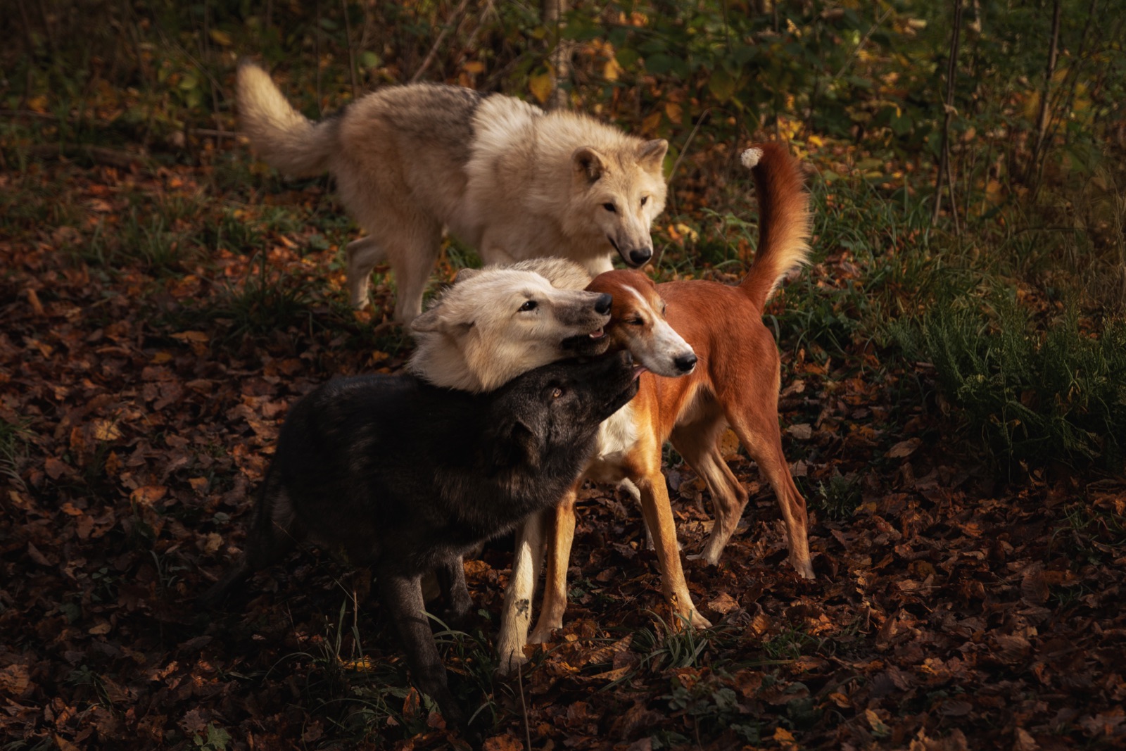 Drei Hunde begegnen sich ruhig im herbstlichen Wald beim kontrollierten Sozialtraining im Chiemgau