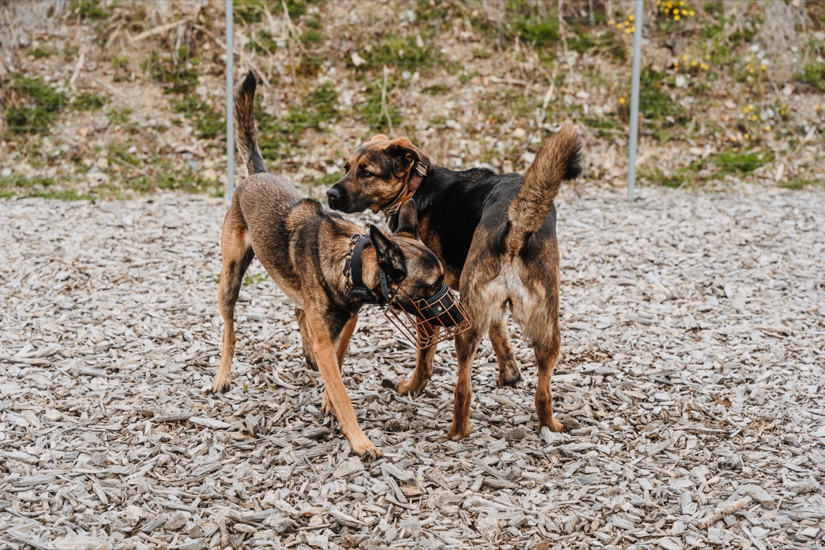 Zwei Hunde mit Maulkorb im gesicherten Sozialkontakt beim Training in Grabenstätt
