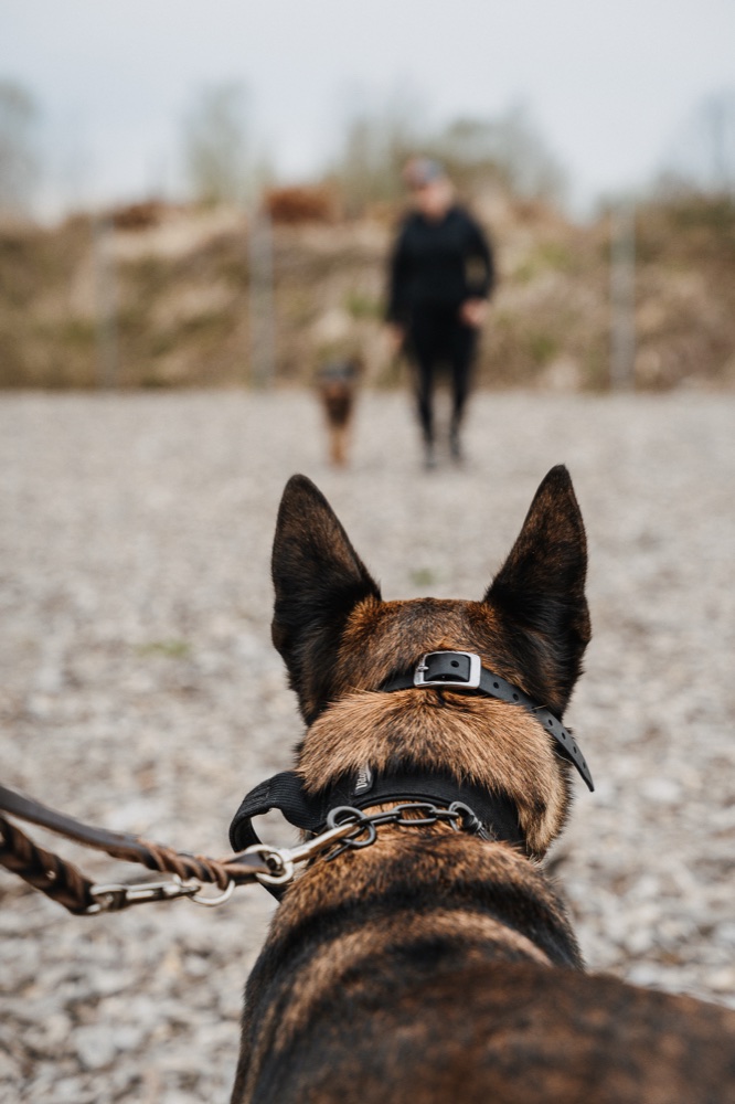 Hund orientiert sich zur Trainerin auf dem Trainingsplatz beim Verhaltenstraining im Landkreis Traunstein