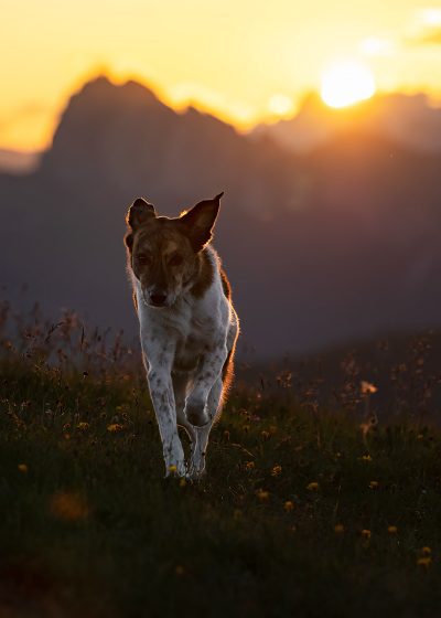 Hundeinstinkt - HUNDESCHULE & MENSCHENCOACHING