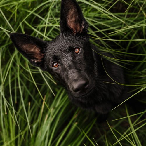 Helena+Panthera-web-14