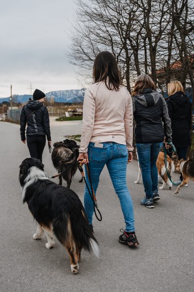 Teilnehmerinnen gehen mit ihren Hunden durch die Trainingsumgebung