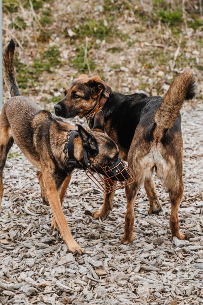 Mehrere Hunde begegnen sich kontrolliert auf dem Trainingsplatz