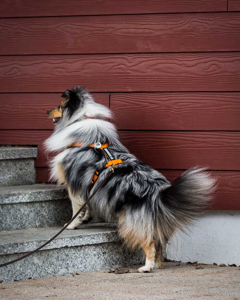 K9-website-image16