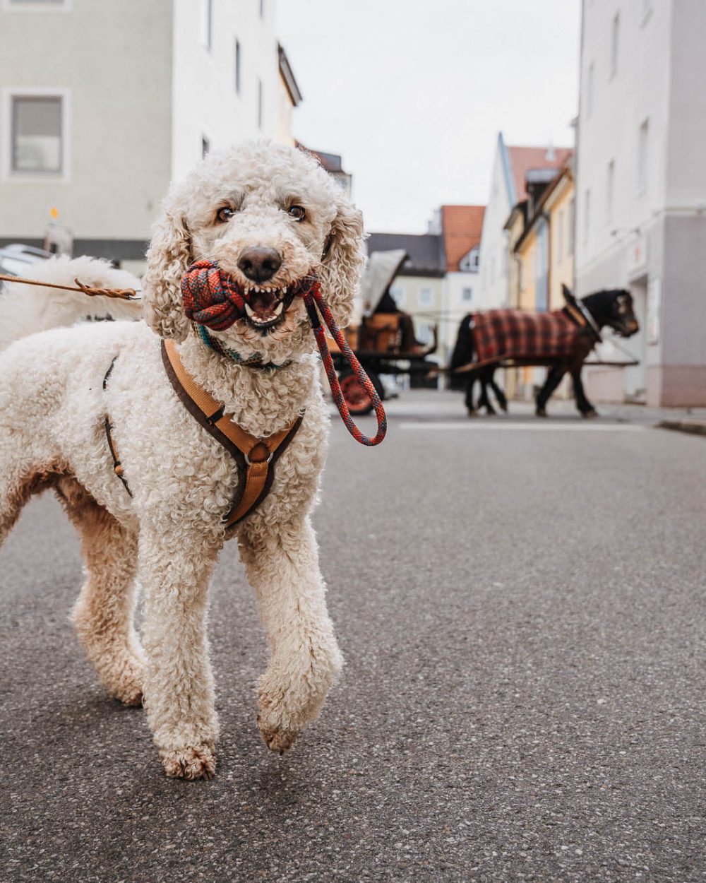 Heller Goldendoodle arbeitet an der Leine auf der Straße