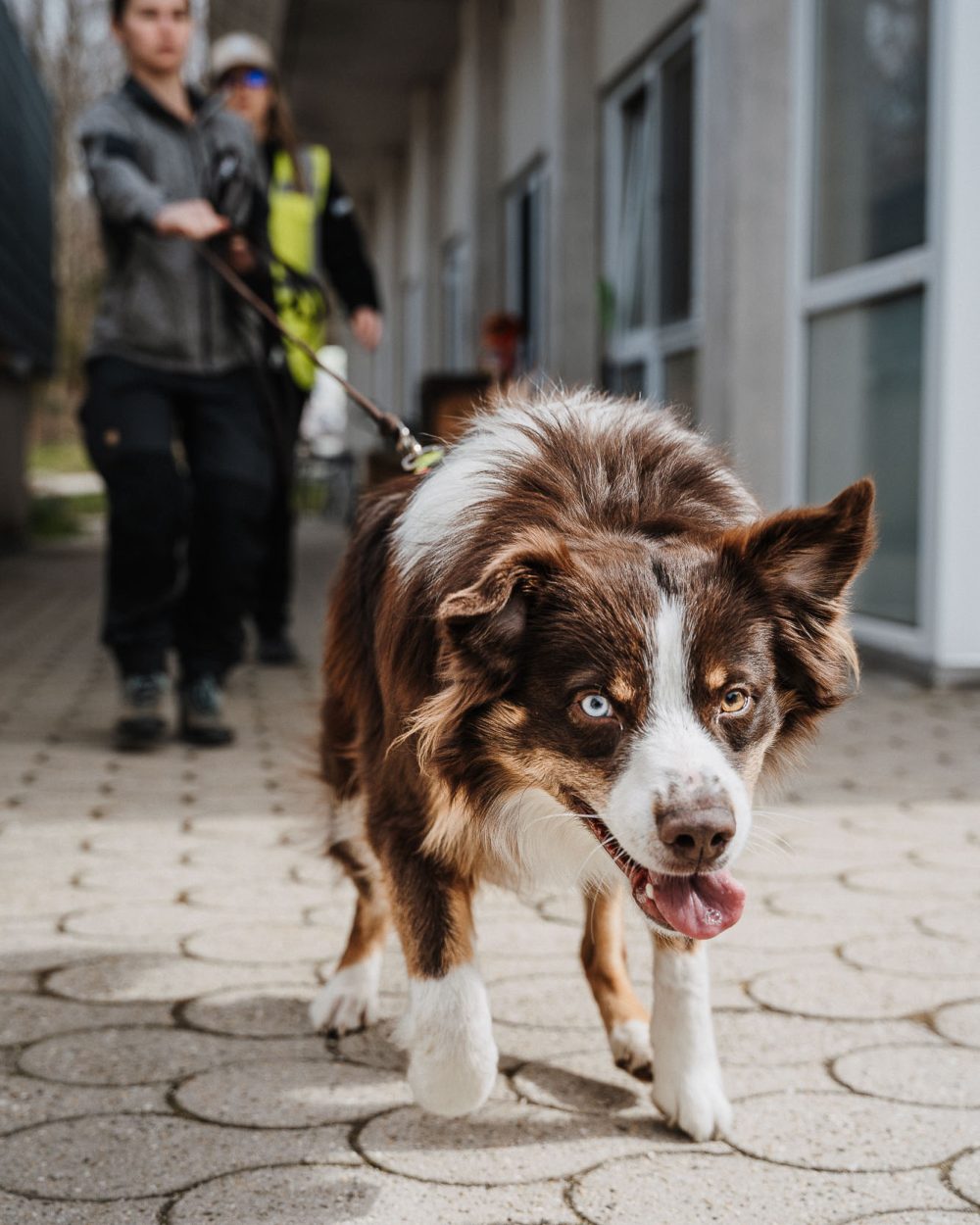 Suchhunde-Chiemgau-Training-W-227