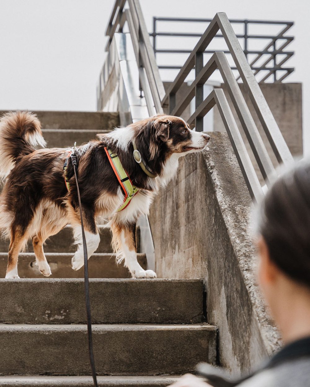 Suchhunde-Chiemgau-Training-W-243.jpg
