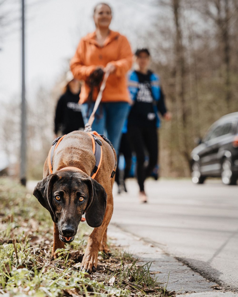 Suchhunde-Chiemgau-Training-W-325.jpg