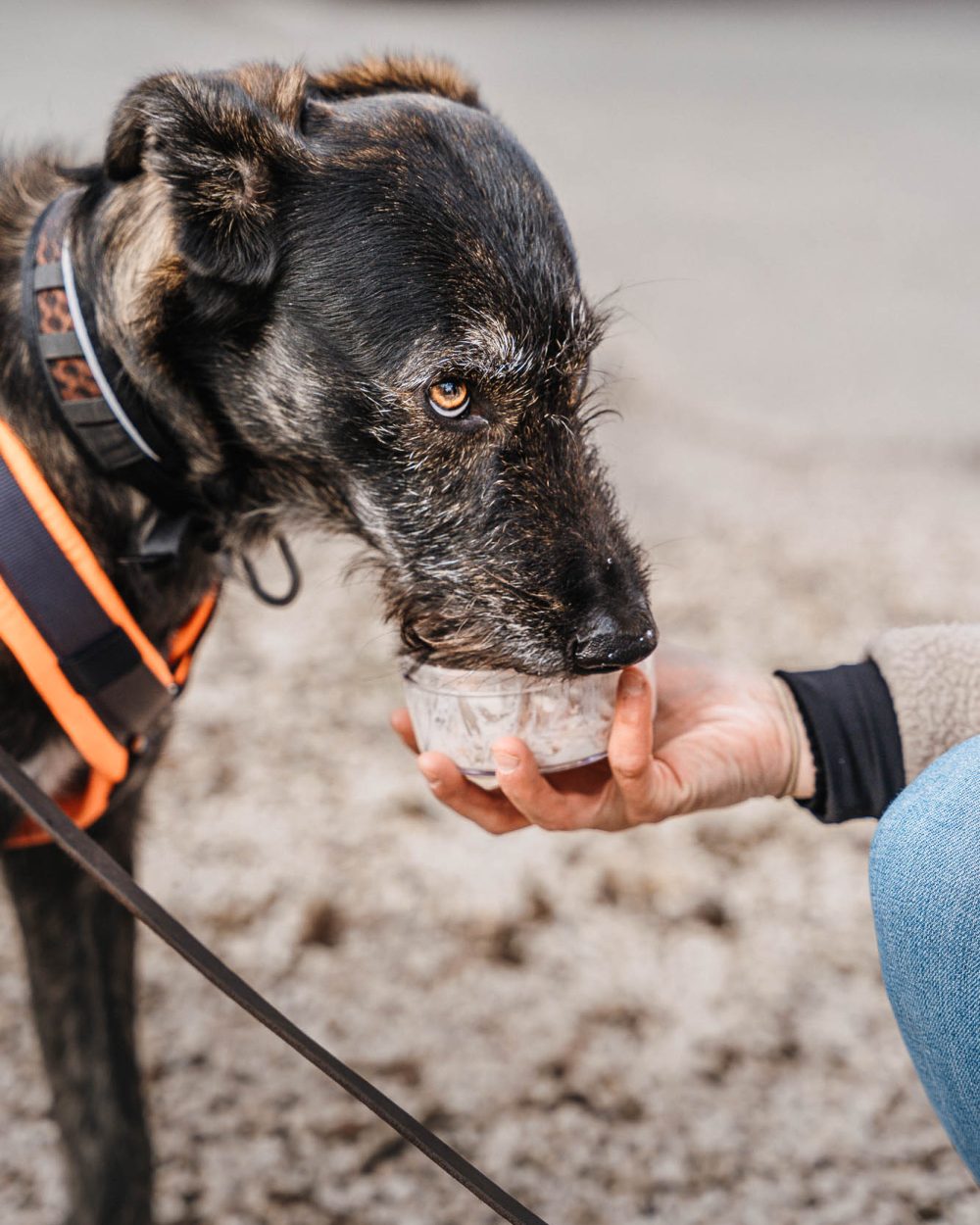 Suchhunde-Chiemgau-Training-W-58.jpg