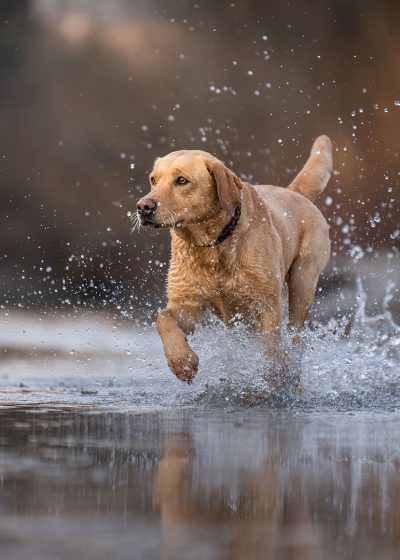 Hundeinstinkt - HUNDESCHULE & MENSCHENCOACHING